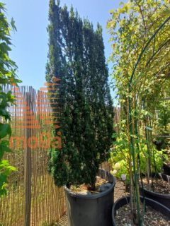 Taxus baccata |280|FI:130|Wall|C