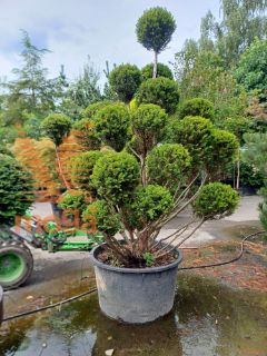 Taxus baccata |250|FI:180|Pon-pon|C