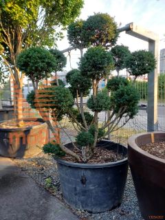 Taxus baccata |170|FI:160|Pon-pon|C