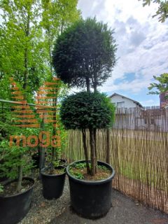 Taxus baccata |250-300|Shaped|C