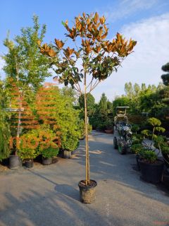 Magnolia grandiflora "Gallisoniensis" |8/10|High standard|C