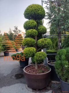 Cupressocyparis leylandii "Gold Rider" |250-300|Bonsai shape|C/JUMBO390