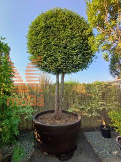 Taxus baccata |3/4 stem|FI:220|Circle|C/JUMBO1250