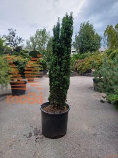 Taxus baccata "Fastigiata Aurea" |175-200|extra|C