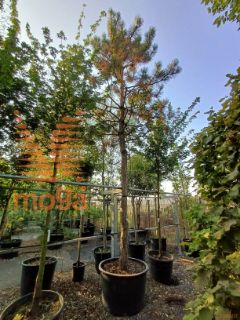 Pinus nigra |35/40|High standard|C