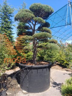 Pinus sylvestris "Norske Typ" |250-300|FI:200-250|Bonsai shape|C