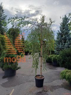 Betula pendula "Youngii" |14/16|High standard|C