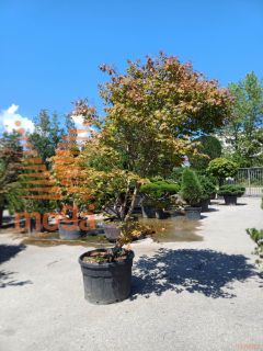 Acer palmatum "Beni Kagami" |250-300|soliter|C