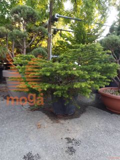 Cedrus libani atlantica "Compacta" |FI:100-125|C