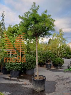 Pinus strobus |20/25|High standard|C