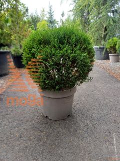 Cupressocyparis leylandii "Castlewellan Gold" |50-60|FI:50-60|Ball|C