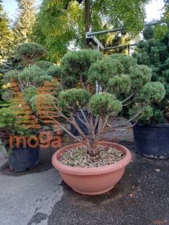 Pinus sylvestris "Watereri" |125-150|Bonsai shape|C