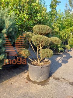 Pinus mugo mughus |100-125|Bonsai shape|C