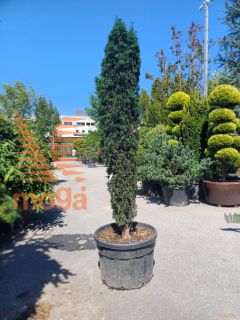 Taxus baccata "Fastigiata Robusta" |200-250|C