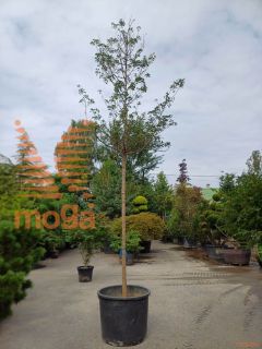 Acer monspessulanum |16/18|C