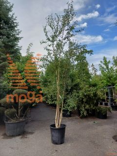 Betula pendula |350-400|Multi stem|C