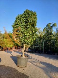 Carpinus betulus "Monumentalis" |14/16|1/4 stem|C