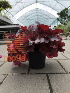 Heuchera "Forever Red" |P14