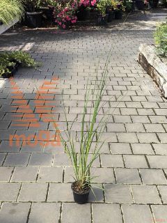 Cortaderia selloana "Evita" |P14