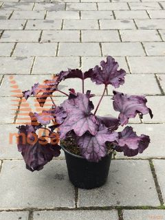 Heuchera "Forever Purple" ™ |P14