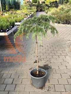 Cedrus deodara "Feelin'Blue" ® |Half standard|FI:100-125|C