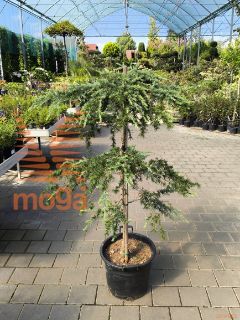 Cedrus deodara "Feelin'Blue" ® |125-150|Extra|C40