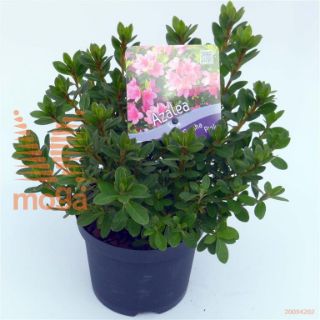 http://twentheplant.nl/tsd/51036_RHGPINK_8P13015020_1.jpg