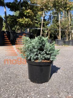 Juniperus squamata "Blue Star" |15-20|P17