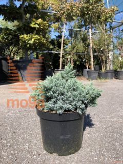 Juniperus squamata "Blue Star" |20-30|P19