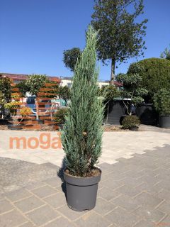 Juniperus scopulorum "Blue Arrow" |100-125|C12