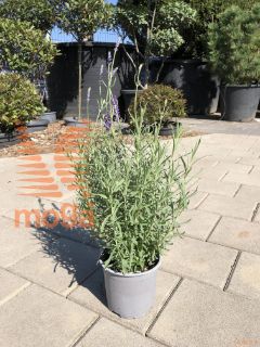 Lavandula angustifolia "Hidcote" |P14