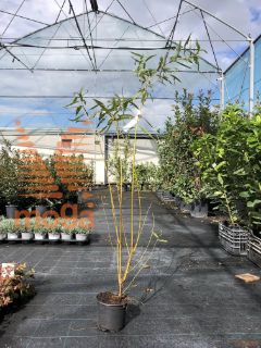 Salix alba |175-200|C