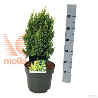 http://twentheplant.nl/tsd/55037_JUPHYELL_8P26030040_2.jpg