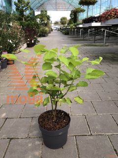 Cotinus coggygria "Golden Spirit" |40-60|C4,5