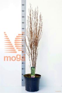 http://twentheplant.nl/tsd/82088_FRAFLINE_9C10100125_1.jpg