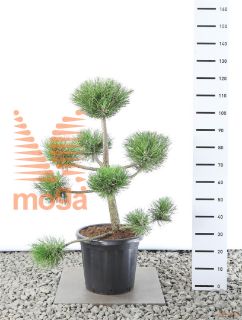 http://twentheplant.nl/tsd/69137_PINNIGRA_VPL080100E25_1.jpg