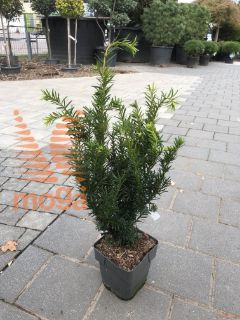 Taxus media "Densiformis" |30-40|C