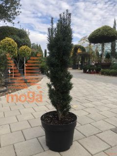 Taxus baccata "Fastigiata Robusta" |80-100|C