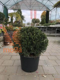 Taxus baccata |40-50|FI:40-50|Ball|C