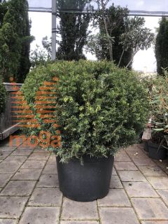 Taxus baccata |60-80|Ball|C50