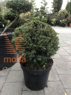 Taxus baccata |30-40|Ball|C