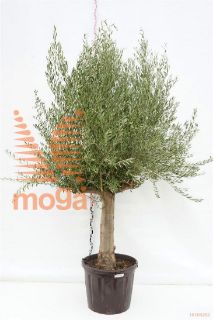 http://twentheplant.nl/tsd/83219_OLEUROPA_s100c110_1.jpg