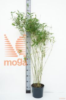 http://twentheplant.nl/tsd/52119_FANWINTE_8p23060100_1.jpg