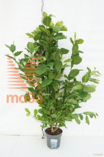 http://twentheplant.nl/tsd/81210_MAKOBUS_9C12100125_1.jpg