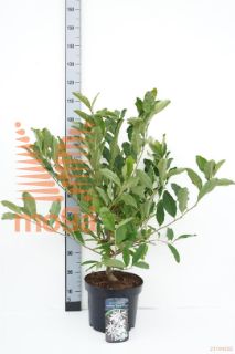 http://twentheplant.nl/tsd/94412_MASRSTAR_9C10050060_1.jpg