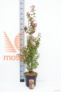 http://twentheplant.nl/tsd/62112_PAPPSPIR_8P24060080_1.jpg