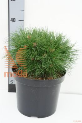 http://twentheplant.nl/tsd/94500_PINBXS_8P26020025_1.jpg