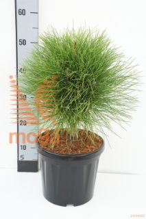 http://twentheplant.nl/tsd/73487_PISBREEZ_8P26025030_1.jpg