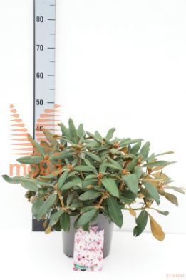 http://twentheplant.nl/tsd/64078_RHSCOPPE_8P23025030_1.jpg