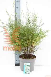 http://twentheplant.nl/tsd/61862_SPARGUTA_9C10060080_1.jpg